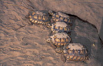 Newly hatched baby African spurred tortoises (Centrochelys / Geochelone sulcata) emerging from burrow, Sahel desert, Ferlo North Reserve, Senegal, West Africa, Vulnerable species. First field study on...