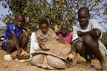 Childres with African spurred tortoise (Centrochelys / Geochelone sulcata) Dakar, Senegal, West Africa, Vulnerable species. Three newly hatched babies and one adult over 100 years old