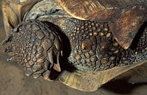 Close up of the posterior spur on the shell of an African spurred tortoise (Centrochelys / Geochelone sulcata) Sahel desert, Ferlo North Reserve, Senegal, West Africa, Vulnerable species.