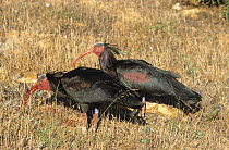 Hermit / Northern bald ibises (Geroniticus eremita) feeding on open grassland at the Jerez de la Frontera Zoo project for breeding and reintroducing the species, Cadiz, Spain. Critically endangered sp...
