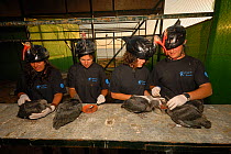 Breeding project of the Hermit / Northern bald ibis (Geroniticus eremita) at the Jerez de la Frontera Zoo, Cadiz, Spain. Keepers wear ibis helmets to limit human imprint and enable the birds to recogn...
