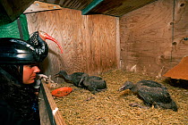 Breeding project of the Hermit / Northern bald ibis (Geroniticus eremita) at the Jerez de la Frontera Zoo, Cadiz, Spain. Keeper feeds one month chicks and wears an ibis helmet to limit human imprint a...