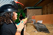 Breeding project of the Hermit / Northern bald ibis (Geroniticus eremita) at the Jerez de la Frontera Zoo, Cadiz, Spain. Keeper feeds one month chick and wears an ibis helmet to limit human imprint an...