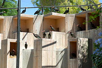 Breeding project of the Hermit / Northern bald ibis (Geroniticus eremita) at the Jerez de la Frontera Zoo, Cadiz, Spain. Critically endangered species. June 2007