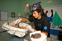 Breeding project of the Hermit / Northern bald ibis (Geroniticus eremita) at the Jerez de la Frontera Zoo, Cadiz, Spain. Keeper feeds chicks and wears an ibis helmet to limit human imprint and enable...