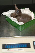 Breeding project of the Hermit / Northern bald ibis (Geroniticus eremita) at the Jerez de la Frontera Zoo, Cadiz, Spain. Chick in weighing tray. Critically endangered species. June 2007