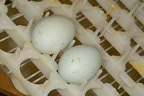 Breeding project of the Hermit / Northern bald ibis (Geroniticus eremita) at the Jerez de la Frontera Zoo, Cadiz, Spain. Two eggs in tray. Critically endangered species. June 2007