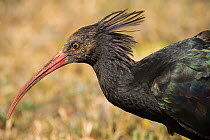 Hermit / Northern bald ibis (Geroniticus eremita) breeding project of the Jerez de la Frontera Zoo, Cadiz, Spain. Critically endangered species. May 2008