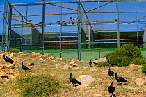 Hermit / Northern bald ibis (Geroniticus eremita) breeding project of the Jerez de la Frontera Zoo, Cadiz, Spain. Critically endangered species. January 2007