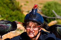 Hermit / Northern bald ibis (Geroniticus eremita) breeding project of the Jerez de la Frontera Zoo, Cadiz, Spain. Keeper with two chicks pecking his face, keepers wear ibis helmets to limit human impr...