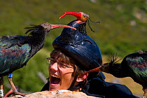 Hermit / Northern bald ibis (Geroniticus eremita) breeding project of the Jerez de la Frontera Zoo, Cadiz, Spain. Keeper with two chicks pecking his face, keepers wear ibis helmets to limit human impr...