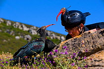 Hermit / Northern bald ibis (Geroniticus eremita) breeding project of the Jerez de la Frontera Zoo, Cadiz, Spain. Keeper with juvenile birds on open land, keepers wear ibis helmets to limit human impr...