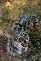 Spanish / Iberian Lynx (Lynx pardina) male growling, part of a breeding and reintroduction program. Captive: critically endangered. Andalusia, Spain, June 2006.