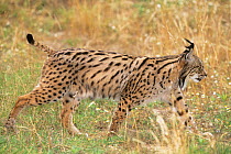 Spanish / Iberian Lynx (Lynx pardina) in profile, part of a breeding and reintroduction program. Captive: critically endangered. Andalusia, Spain, June 2006.