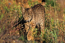 Spanish / Iberian Lynx (Lynx pardina), part of a breeding and reintroduction program. Captive: critically endangered. Andalusia, Spain, June 2006.