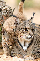Spanish / Iberian Lynx (Lynx pardina) female with cub, part of a breeding and reintroduction program. Captive: critically endangered. Andalusia, Spain, June 2006.