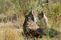 Spanish / Iberian Lynx (Lynx pardina) mother with cub, part of a breeding and reintroduction program. Captive: critically endangered. Andalusia, Spain, June 2006.