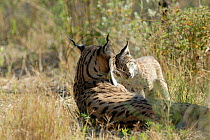 Spanish / Iberian Lynx (Lynx pardina) mother and cub, part of a breeding and reintroduction program. Captive: critically endangered. Andalusia, Spain, June 2006.