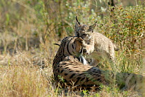 Spanish / Iberian Lynx (Lynx pardina) cub playing with mother; part of a breeding and reintroduction program. Captive: critically endangered. Andalusia, Spain, June 2006.