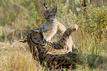 Spanish / Iberian Lynx (Lynx pardina) cub playing with its mother; part of a breeding and reintroduction program. Captive: critically endangered. Andalusia, Spain, June 2006.