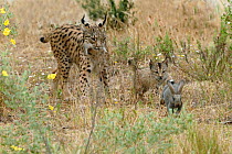 Spanish / Iberian Lynx (Lynx pardina) cub chasing a rabbit as its mother watches; part of a breeding and reintroduction program. Captive: critically endangered. Andalusia, Spain, June 2006.