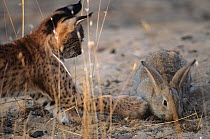 Spanish / Iberian Lynx (Lynx pardina) cub playing with a rabbit as it learns to recognise it as prey; part of a breeding and reintroduction program. Captive: critically endangered. Andalusia, Spain, J...