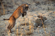 Spanish / Iberian Lynx (Lynx pardina) cub pouncing on a rabbit, as it learns to treat it as prey; part of a breeding and reintroduction program. Captive: critically endangered. Andalusia, Spain, June...
