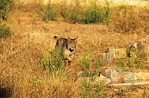 Spanish / Iberian Lynx (Lynx pardina) stalking towards a rabbit as it learns to treat it as prey; part of a breeding and reintroduction program. Captive: critically endangered. Andalusia, Spain, June...