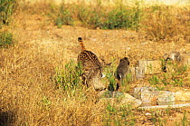 Spanish / Iberian Lynx (Lynx pardina) ambushing a rabbit which leaps away; the cat is learning to treat the rabbit as prey. Part of a breeding and reintroduction program. Captive: critically endangere...