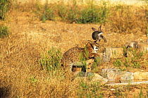 Spanish / Iberian Lynx (Lynx pardina) ambushing a rabbit which leaps away; the cat is learning to treat the rabbit as prey. Part of a breeding and reintroduction program. Captive: critically endangere...