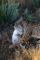 Spanish / Iberian Lynx (Lynx pardina) carrying a caught rabbit; it is learning to hunt as part of the  breeding and reintroduction program. Captive: critically endangered. Andalusia, Spain, June 2006.