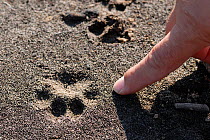 Tracks of the critically endangered Iberian / Spanish Lynx (Lynx pardina) being examined. Doana National Park, Andalusia, Spain, June 2007.