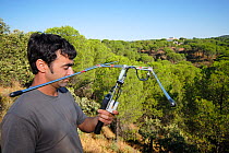 Biologist Pepe Bueno using a radio antenna to track Iberian / Spanish Lynx (Lynx pardina), as part of a reintroduction program. Sierra de Andujar National Park, Andalusia, Spain, June 2006.
