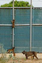 Mother Iberian / Spanish Lynx (Lynx pardina) with cubs climbing the fence of their enclosure. Donana breeding station, part of the lynx reintroduction project in Andalusia. Spain, June 2006.