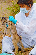Program director Dr Astrid Vargas examining Iberian / Spanish Lynx (Lynx pardina) at the Donana breeding station. Andalusia, Spain, June 2007.