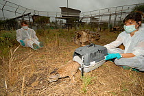 Program director Dr Astrid Vargas releasing young Iberian / Spanish Lynx (Lynx pardina) into rearing enclosure. Lynx reintroduction program, Andalusia, Spain, June 2007.