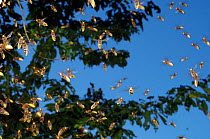European Hornet (Vespa crabro) swarming under tree. Tours, France, September.