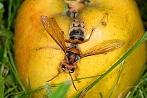 European Hornet (Vespa crabro) feeding on fallen apple. Tours, France, August.