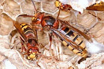 European Hornets (Vespa crabro) on cells of their 'paper' nest, built from masticated wood. Tours, France, October.