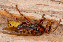 European Hornet (Vespa crabro) making 'paper' nest from masticated wood. Tours, France, August.