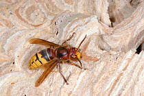 European Hornet (Vespa crabro) building 'paper' nest from masticated wood. Tours, France, August.