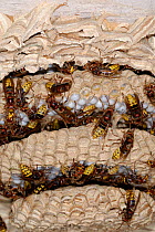 European Hornets (Vespa crabro) at nest, with cells at different levels of development. Tours, France, August.