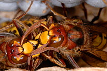 European Hornets (Vespa crabro) at nest, communicating by touching mandibles together. Tours, France, August.