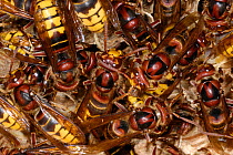 European Hornets (Vespa crabro) at their nest. Tours, France, August.