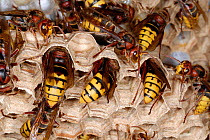 European Hornets (Vespa crabro) at nest, constructing new cells for pupae development. Tours, France, August.