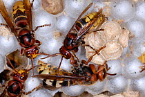 European Hornets (Vespa crabro) at nest on sealed cells, with the queen below (white abdoment). Tours, France, August.