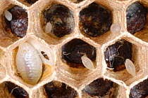 European Hornet (Vespa crabro) nest cells, containing eggs at different stages of development. Tours, France, August.