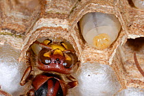 European Hornet (Vespa crabro) feeding larvae in cells. Tours, France, August.