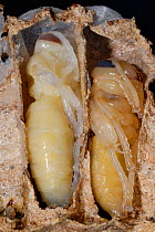 Cross-section of European Hornet (Vespa crabro) larvae in cells, showing different stages of development. Tours, France, August.