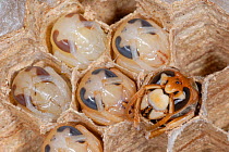 European Hornet (Vespa crabro) adult emerging from cell; the surrounding cells contain larvae in their final stage of metamorphosis into adults. Tours, France, August.